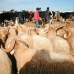 قطيع من الماشية في مرعى طبيعي بإقليم تنغير، يرمز إلى الثروة الحيوانية والجهود المبذولة لدعم الكسابة.
