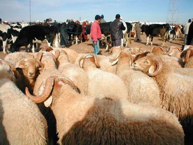 قطيع من الماشية في مرعى طبيعي بإقليم تنغير، يرمز إلى الثروة الحيوانية والجهود المبذولة لدعم الكسابة.