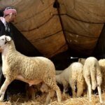 صورة لأسواق الماشية في المغرب خلال فترة عيد الأضحى، مع إشارة لقرار وزارة الداخلية
