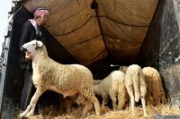 صورة لأسواق الماشية في المغرب خلال فترة عيد الأضحى، مع إشارة لقرار وزارة الداخلية