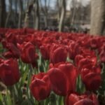 مشهد بانورامي لحدائق إسطنبول المكتسحة بملايين زهور التوليب الملونة خلال المهرجان السنوي، مع مبانٍ تاريخية في الخلفية.