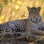 Un léopard de Barbarie (Panthera pardus panthera) majestueux dans un paysage montagneux, symbole de la faune sauvage du Maroc.