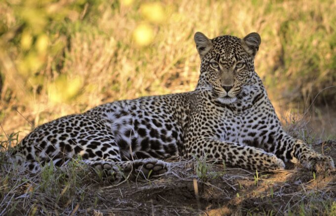 Un léopard de Barbarie (Panthera pardus panthera) majestueux dans un paysage montagneux, symbole de la faune sauvage du Maroc.