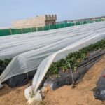 Report. In Gharb-Loukkos, the strawberry