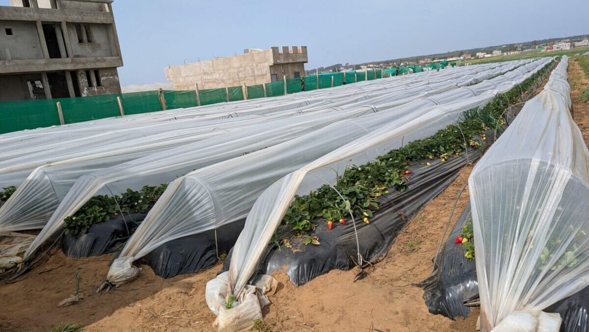 Report. In Gharb-Loukkos, the strawberry
