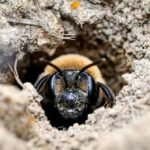 A close-up image of a miner bee (Andrena regularis) emerging from its underground nest in sandy soil.