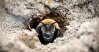 A close-up image of a miner bee (Andrena regularis) emerging from its underground nest in sandy soil.