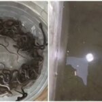 فيديو يظهر عملية انتشال الثعابين من خزان المياه في هاريدوار، الهند