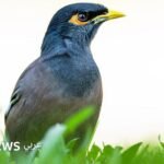 المينا الهندي: طائر آسر يغزو البيئة العربية ويثير القلق 6 صورة مقربة لطائر المينا الهندي بمنقاره ووجنتيه الصفراوين وريشه الأسود والأبيض، يقف على غصن شجرة.