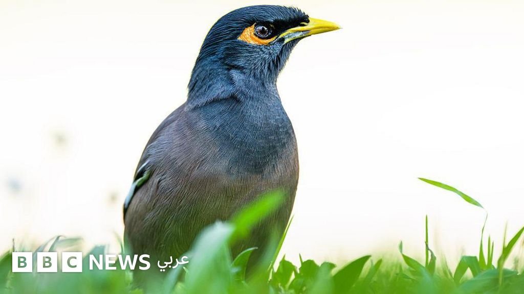 صورة مقربة لطائر المينا الهندي بمنقاره ووجنتيه الصفراوين وريشه الأسود والأبيض، يقف على غصن شجرة.