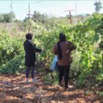 مزارعون فلسطينيون يتفقدون أراضيهم المتضررة في الضفة الغربية