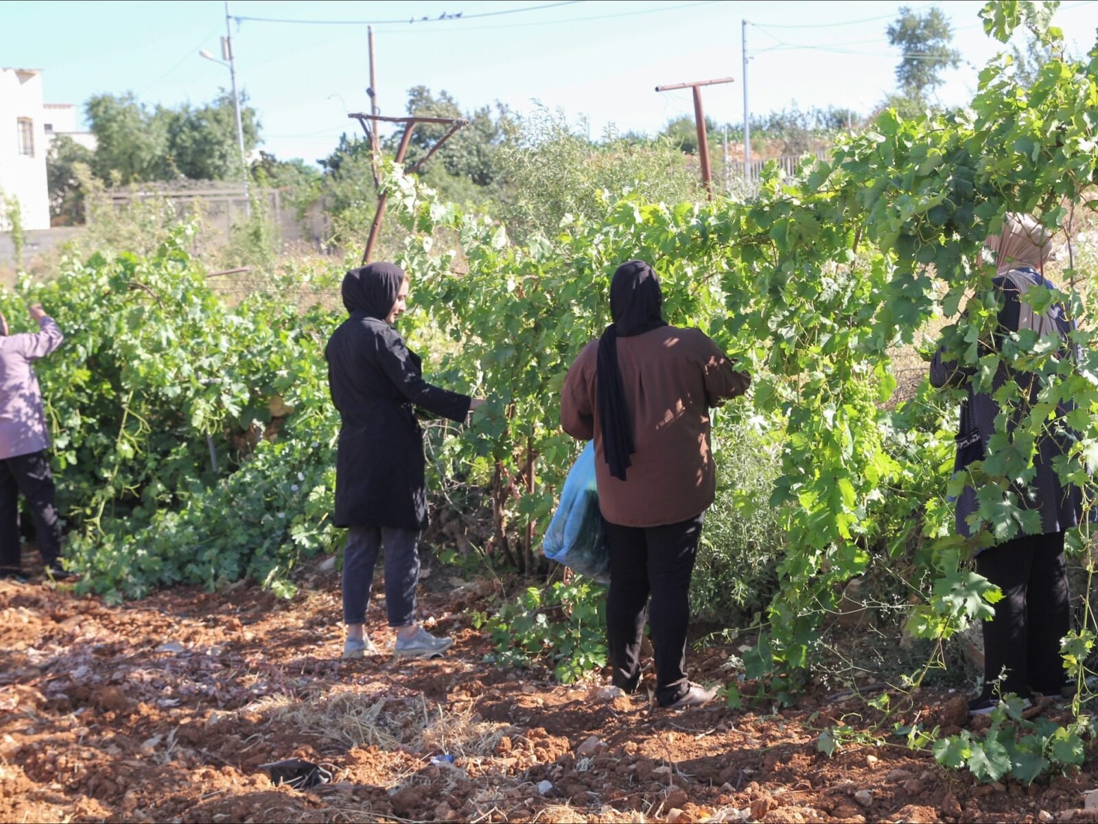 مزارعون فلسطينيون يتفقدون أراضيهم المتضررة في الضفة الغربية
