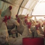 Le kilo de poulet vivant chute sous les 7 DH, les éleveurs lancent un SOS 3 Un éleveur de poulets de chair au Maroc, visiblement préoccupé, au milieu de ses volailles, symbolisant la crise du secteur.