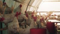 Un éleveur de poulets de chair au Maroc, visiblement préoccupé, au milieu de ses volailles, symbolisant la crise du secteur.