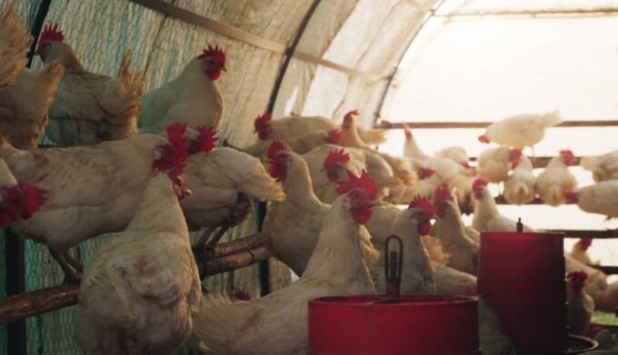 Un éleveur de poulets de chair au Maroc, visiblement préoccupé, au milieu de ses volailles, symbolisant la crise du secteur.
