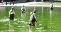 The Lincoln Memorial Reflecting Pool in Washington D.C. filled with bright green algae, contrasting with the surrounding monuments.