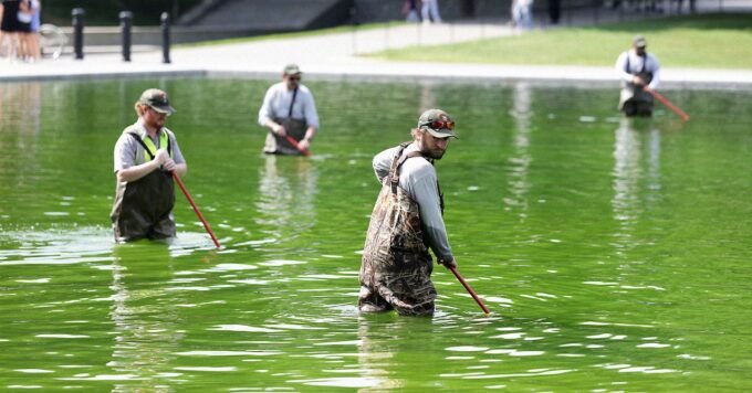 The Lincoln Memorial Reflecting Pool in Washington D.C. filled with bright green algae, contrasting with the surrounding monuments.