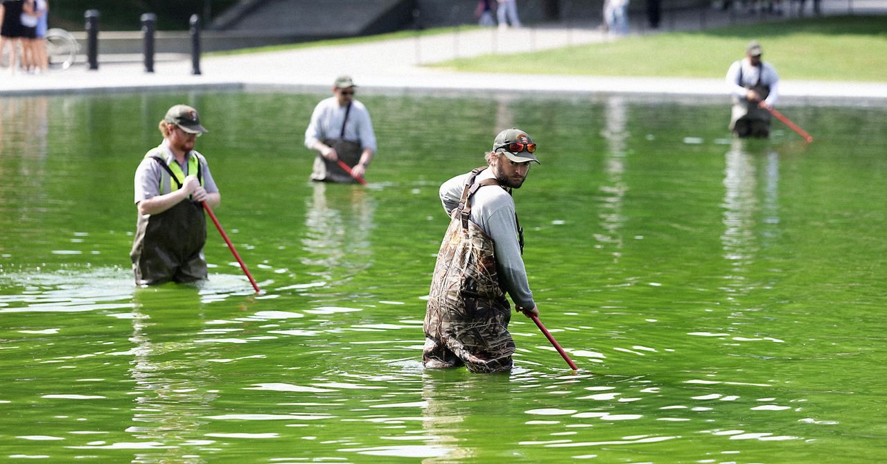 The Lincoln Memorial Reflecting Pool in Washington D.C. filled with bright green algae, contrasting with the surrounding monuments.