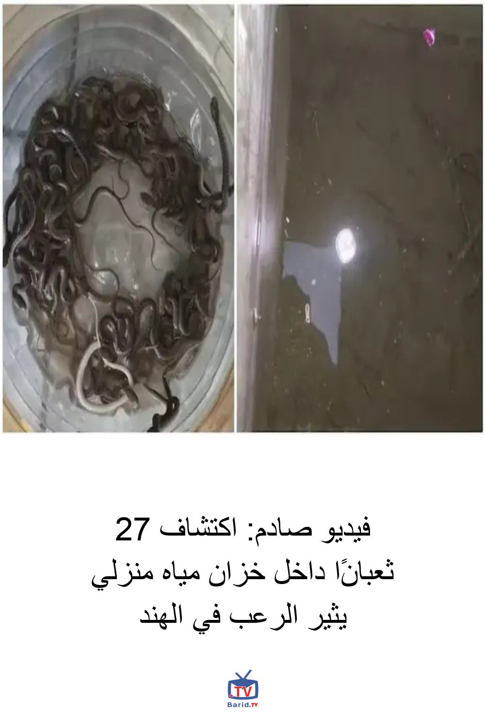 فيديو صادم: اكتشاف 27 ثعبانًا داخل خزان مياه منزلي يثير الرعب في الهند 4 Pinterest Hidden