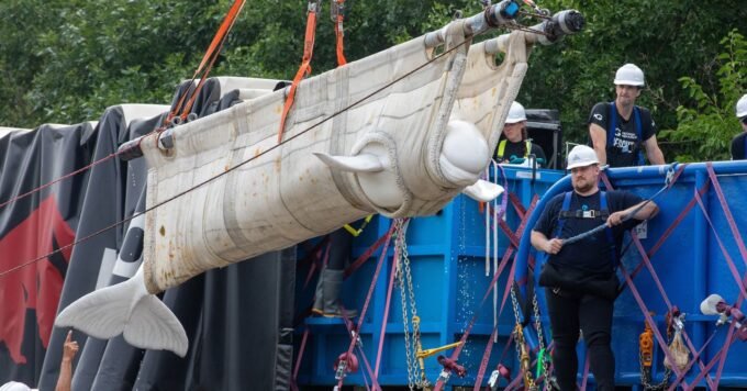 Four beluga whales being transported in slings and specialized containers during their rescue mission to Chicago.