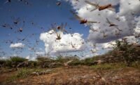 Des criquets pèlerins sur une plante, symbolisant la menace agricole au Maroc.