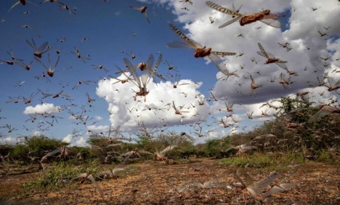 Des criquets pèlerins sur une plante, symbolisant la menace agricole au Maroc.