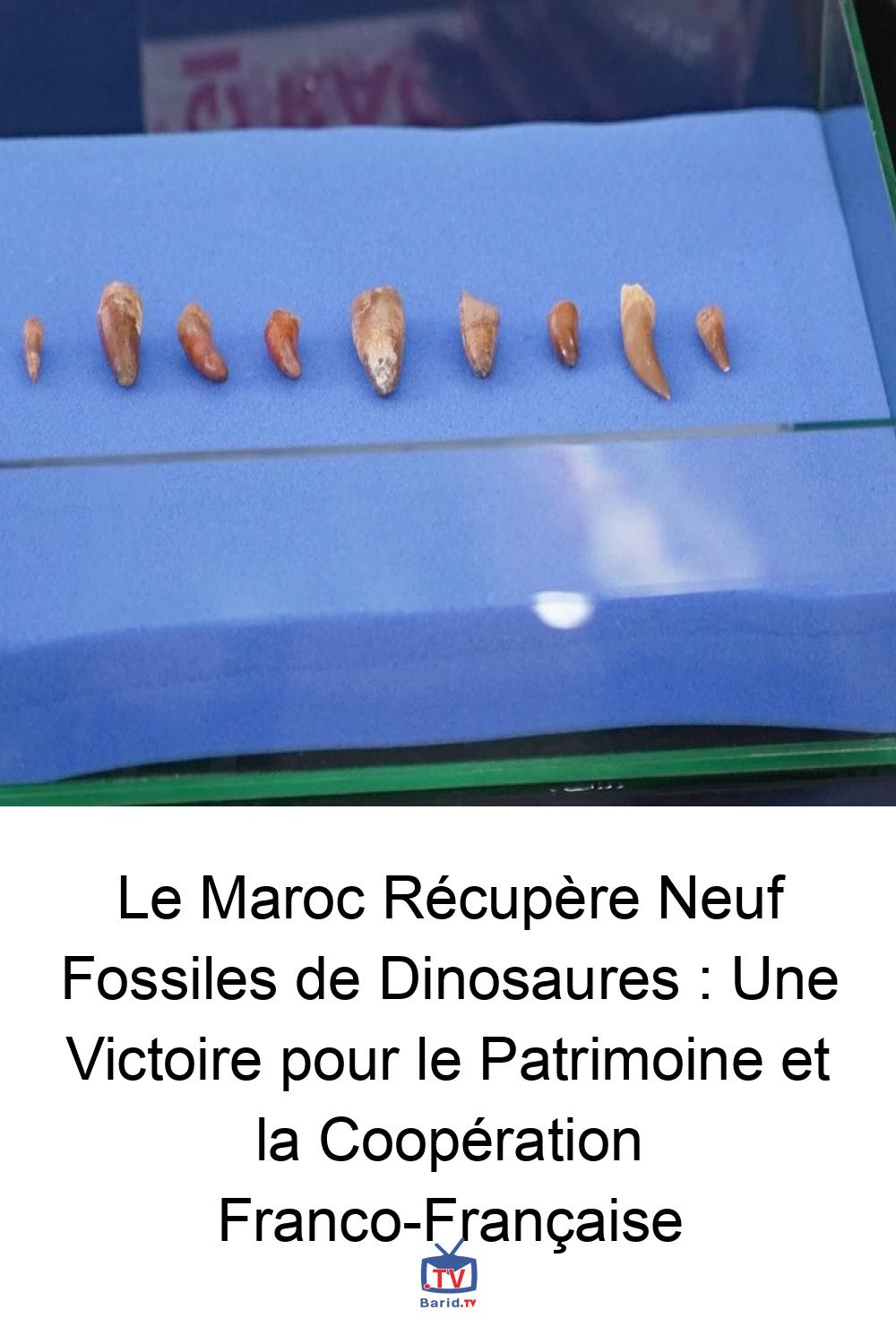 Le Maroc Récupère Neuf Fossiles de Dinosaures : Une Victoire pour le Patrimoine et la Coopération Franco-Française 4 Pinterest Hidden