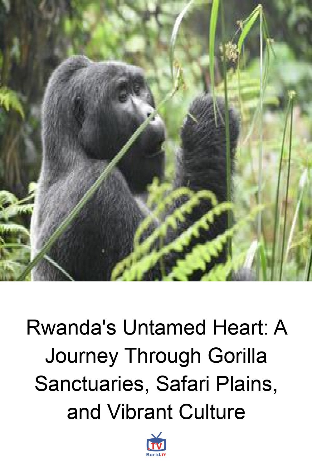 Rwanda's Untamed Heart: A Journey Through Gorilla Sanctuaries, Safari Plains, and Vibrant Culture 4 Pinterest Hidden