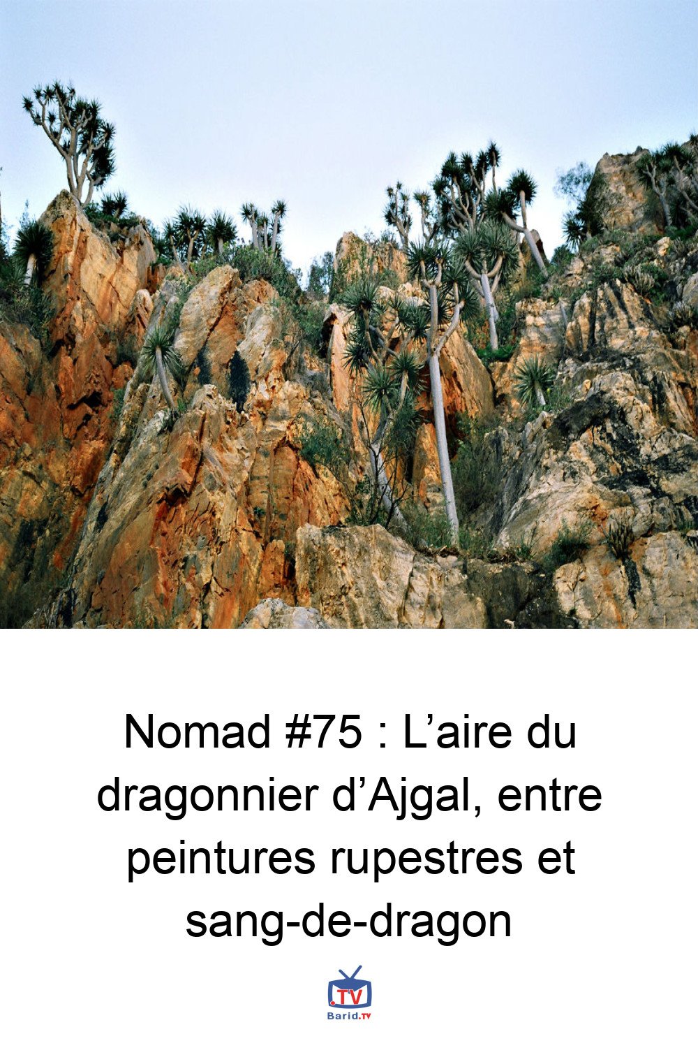 Nomad #75 : L’aire du dragonnier d’Ajgal, entre peintures rupestres et sang-de-dragon 4 Pinterest Hidden