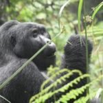 Rwanda's Untamed Heart: A Journey Through Gorilla Sanctuaries, Safari Plains, and Vibrant Culture 8 Mountain gorilla family in Volcanoes National Park, Rwanda