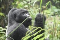 Mountain gorilla family in Volcanoes National Park, Rwanda