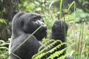 Rwanda's Untamed Heart: A Journey Through Gorilla Sanctuaries, Safari Plains, and Vibrant Culture 3 Mountain gorilla family in Volcanoes National Park, Rwanda