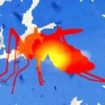 An Asian tiger mosquito (Aedes albopictus) on human skin, symbolizing the spread of tropical diseases in Europe.