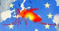 An Asian tiger mosquito (Aedes albopictus) on human skin, symbolizing the spread of tropical diseases in Europe.