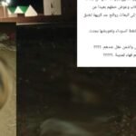 جثث كلاب ضالة متروكة في منطقة سكنية بجرادة، المغرب