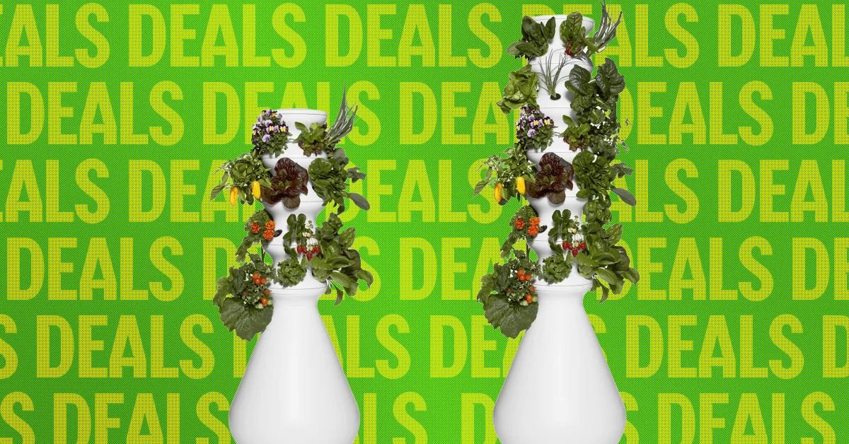 A vibrant, multi-tiered indoor hydroponic garden (Lettuce Grow Farmstand) flourishing with various leafy greens and herbs in a living room setting.