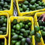 Maroc, chocs climatiques, filière avocat, ressources hydriques, secteur agricole