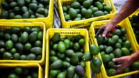 Maroc, chocs climatiques, filière avocat, ressources hydriques, secteur agricole