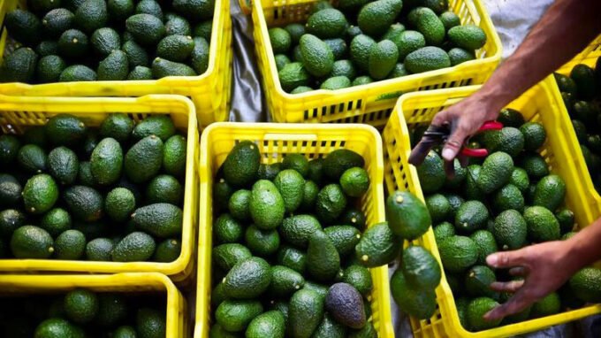 Maroc, chocs climatiques, filière avocat, ressources hydriques, secteur agricole