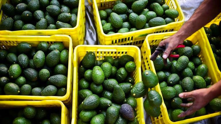Maroc, chocs climatiques, filière avocat, ressources hydriques, secteur agricole