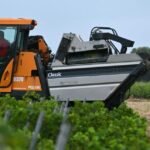 Des grappes de raisin mûres sous un soleil ardent dans un vignoble français, avec des vignerons s'activant pour une récolte précoce.