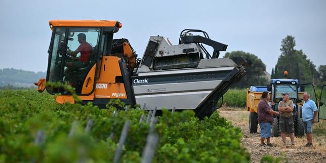 Des grappes de raisin mûres sous un soleil ardent dans un vignoble français, avec des vignerons s'activant pour une récolte précoce.