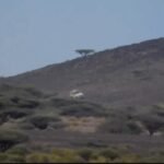 تصعيد عسكري متواصل في اليمن: اشتباكات عنيفة وغارات جوية تخلف ضحايا 6 صورة تظهر آثار الدمار أو اشتباكات في اليمن، مع التركيز على المركبات المتضررة أو المناطق المستهدفة.