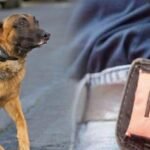 صورة لكلب مالينوا يهاجم شرطياً أثناء تدخل أمني في حي الأزهر بالدار البيضاء