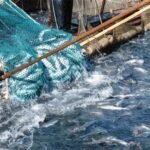 Un bateau de pêche marocain avec des filets remplis de poissons fraîchement pêchés, symbolisant l'abondance et l'activité du secteur halieutique.