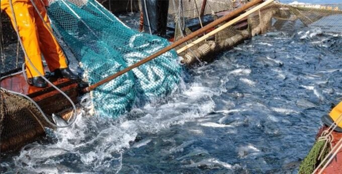 Un bateau de pêche marocain avec des filets remplis de poissons fraîchement pêchés, symbolisant l'abondance et l'activité du secteur halieutique.