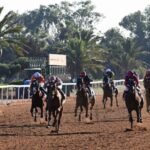 Un pur-sang arabe en pleine course sur un hippodrome, symbolisant l'excellence équestre marocaine et sa reconnaissance internationale.