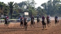 Un pur-sang arabe en pleine course sur un hippodrome, symbolisant l'excellence équestre marocaine et sa reconnaissance internationale.