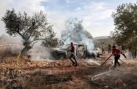 صورة تظهر مزارعين فلسطينيين يقطفون الزيتون في الضفة الغربية تحت تهديد المستوطنين