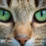 صورة مقربة لعين قطة تعكس الضوء في الظلام، تظهر بساط العين الشفاف الذي يمنحها قدرة رؤية ليلية فائقة.